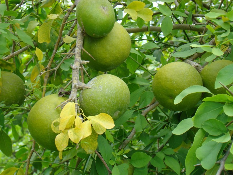 Bael combate perda de cabelo: veja 25 benefícios do fruto