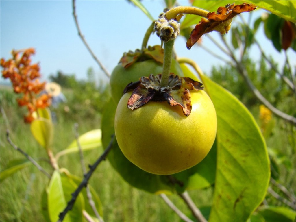 Murici da Mata faz bem para os ossos: veja 10 benefícios da fruta