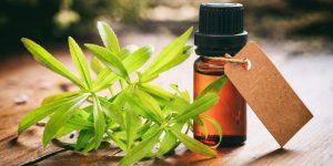 beneficios do oleo de erva doce