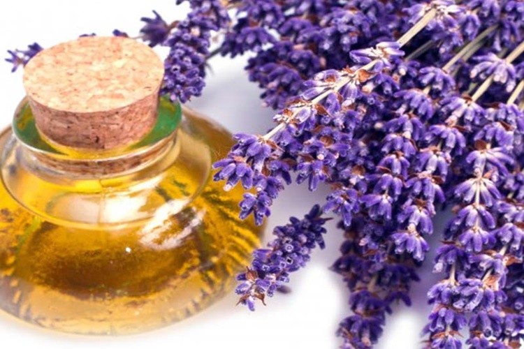 beneficios do óleo de lavanda