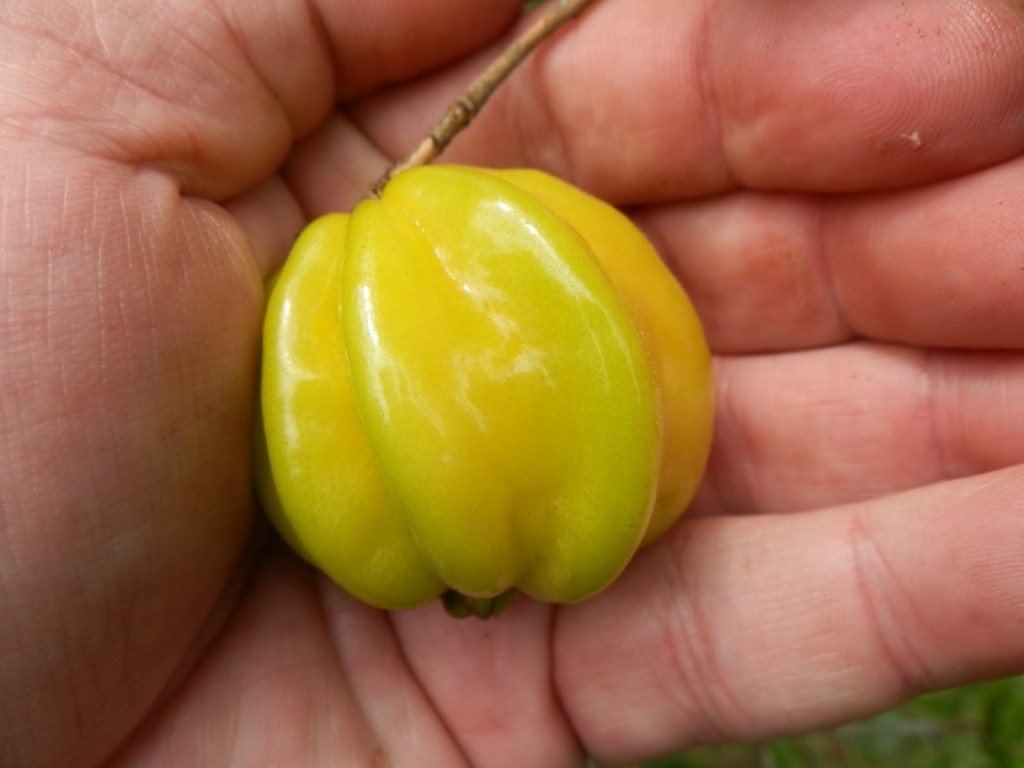 Pitangão combate acne e rugas: veja os benefícios da fruta