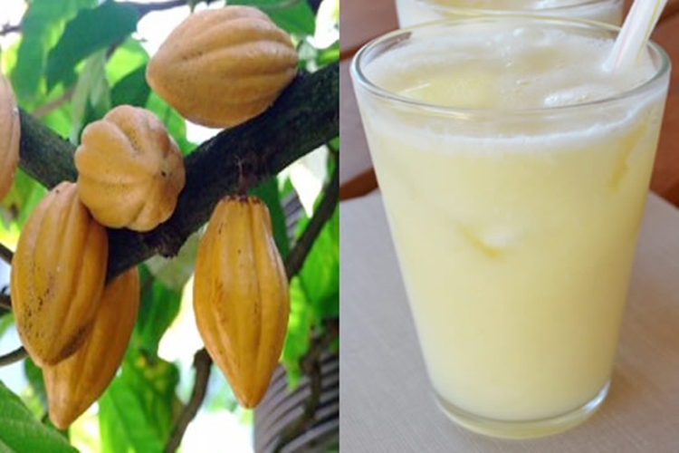 beneficios do suco de cacau