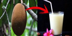 beneficios do suco de cupuaçu