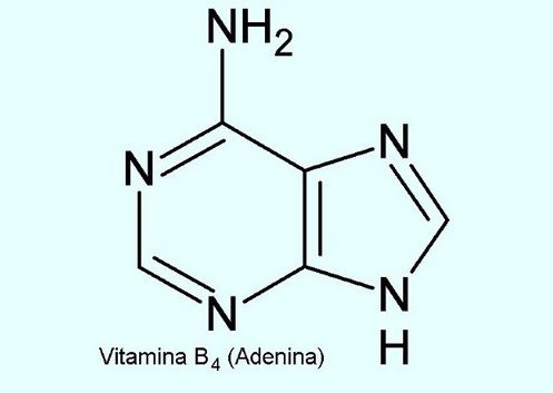 Vitamina B4: o que é, fontes, benefícios e malefícios 