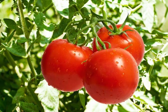 Tomate é bom para cabelo, pele, ossos e olhos: veja os 10 benefícios