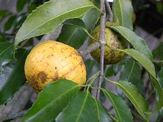 Saputá melhora a pele: veja 10 benefícios da fruta