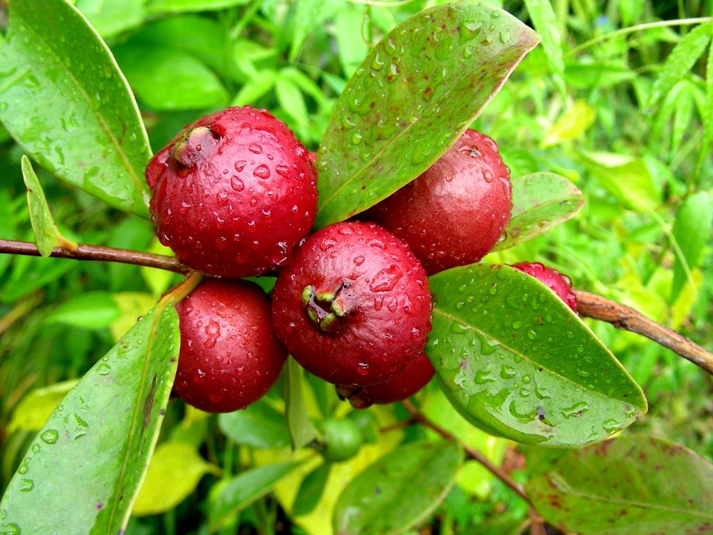 Borojoa alivia cólicas: veja 17 benefícios da fruta