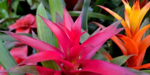 bromelia