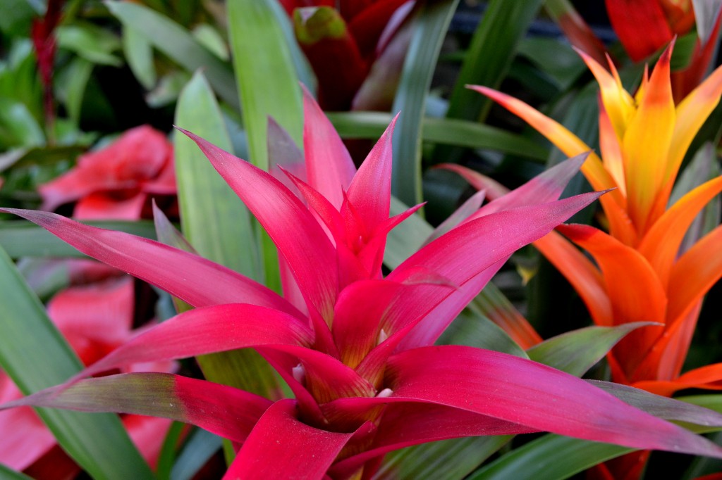 bromelia