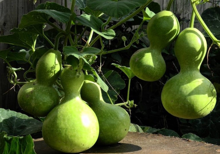 Cabaça - O que é, Benefícios e Como Usar! | Cura Natural