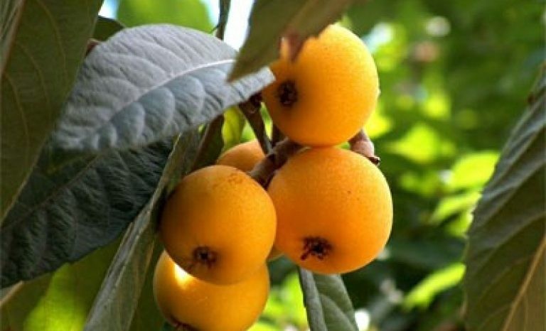 Cabeludinha trata doenças cardiovasculares: veja 15 benefícios do fruto