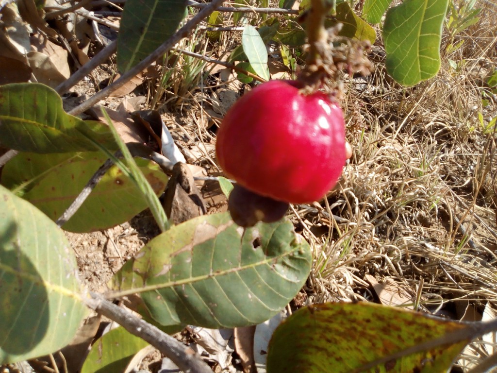 Cajuí faz bem para imunidade: veja 13 benefícios da fruta