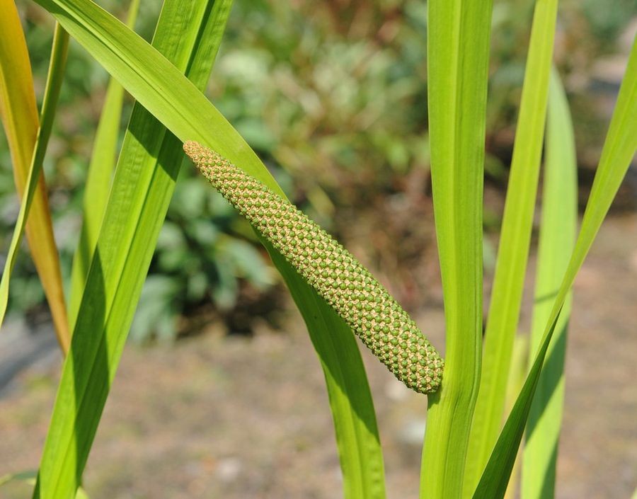 calamo aromatico