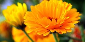 calendula beneficios