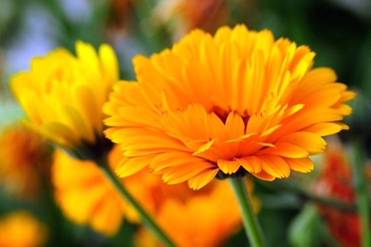 calendula beneficios