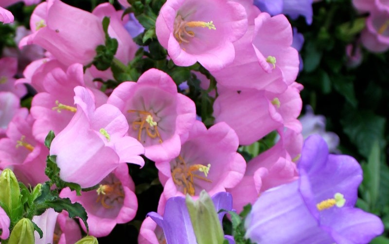 campanula