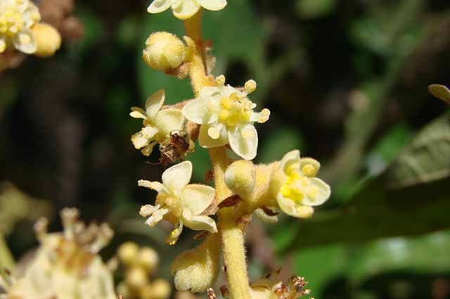 beneficios da canela branca