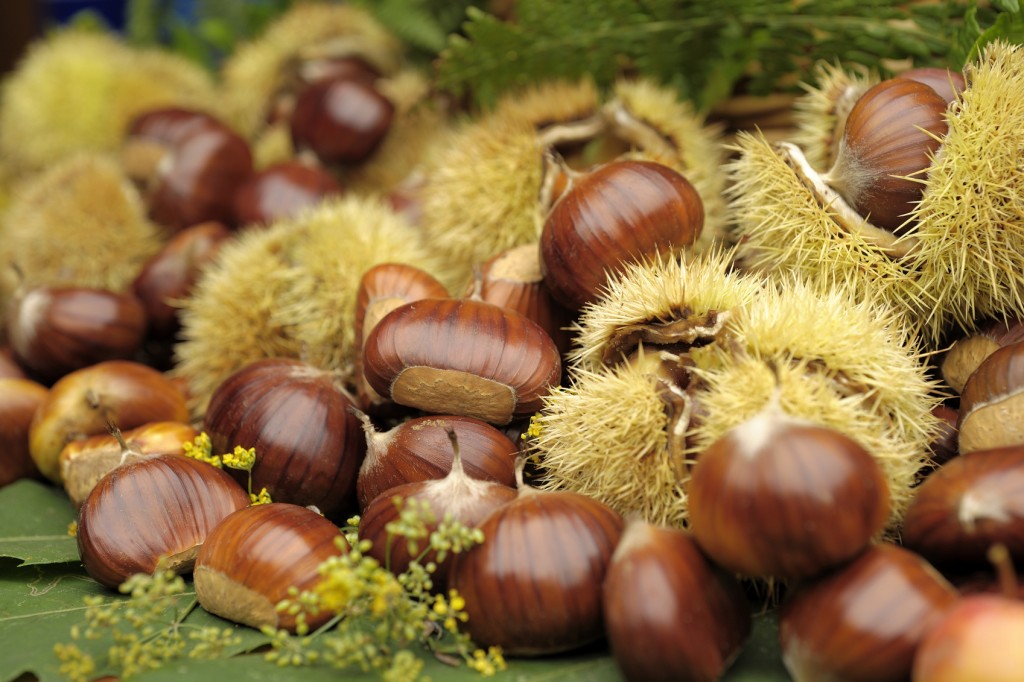 castanha da india