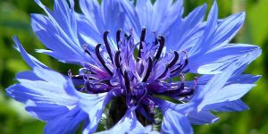 centaurea