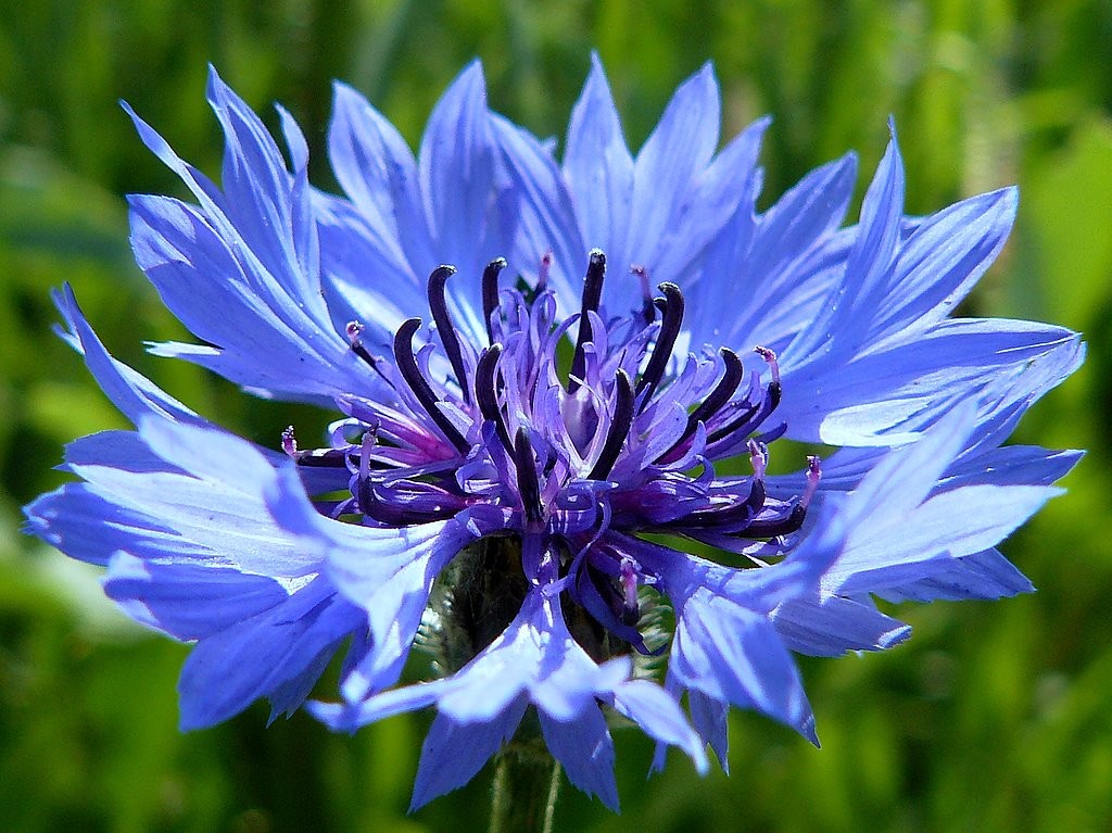 centaurea