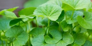 centella asiatica