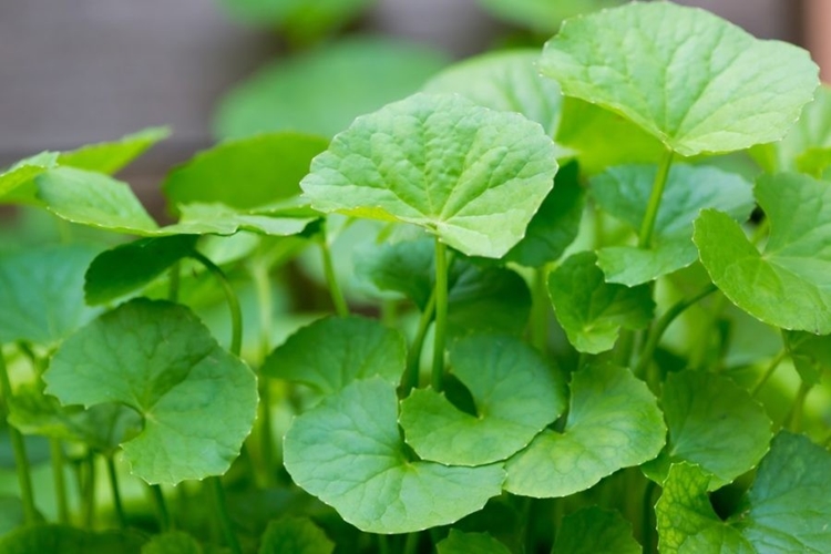 centella asiatica