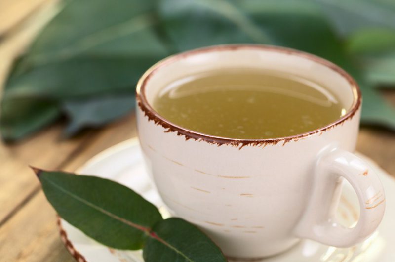 Chá de Eucalipto combate a tosse: veja 22 benefícios