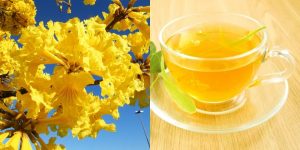 cha de ipe amarelo beneficios