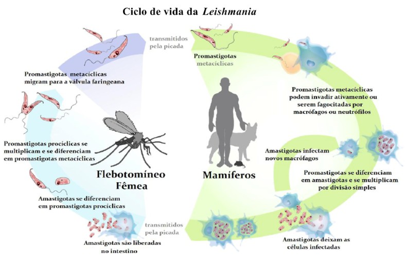 Leishmaniose: o que é, causas, sintomas e tratamentos