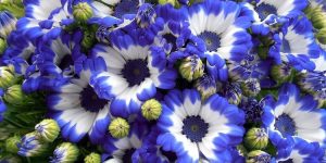 cineraria