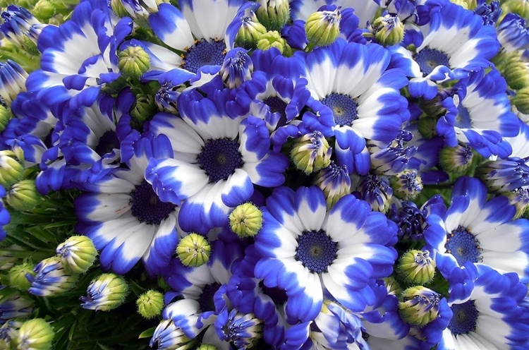 cineraria