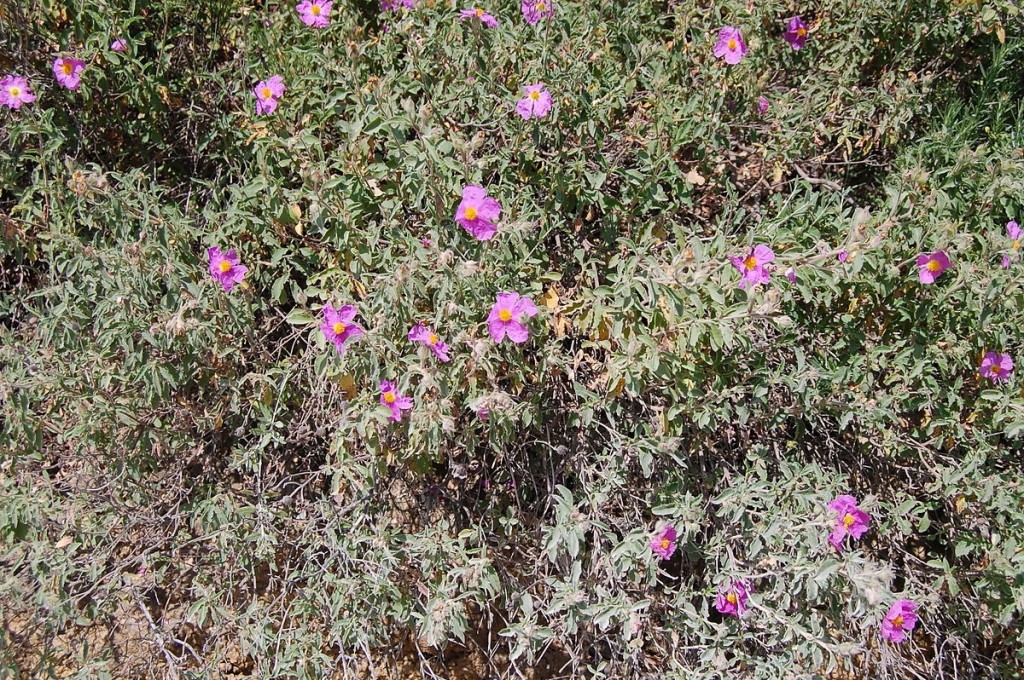 cistus incanus