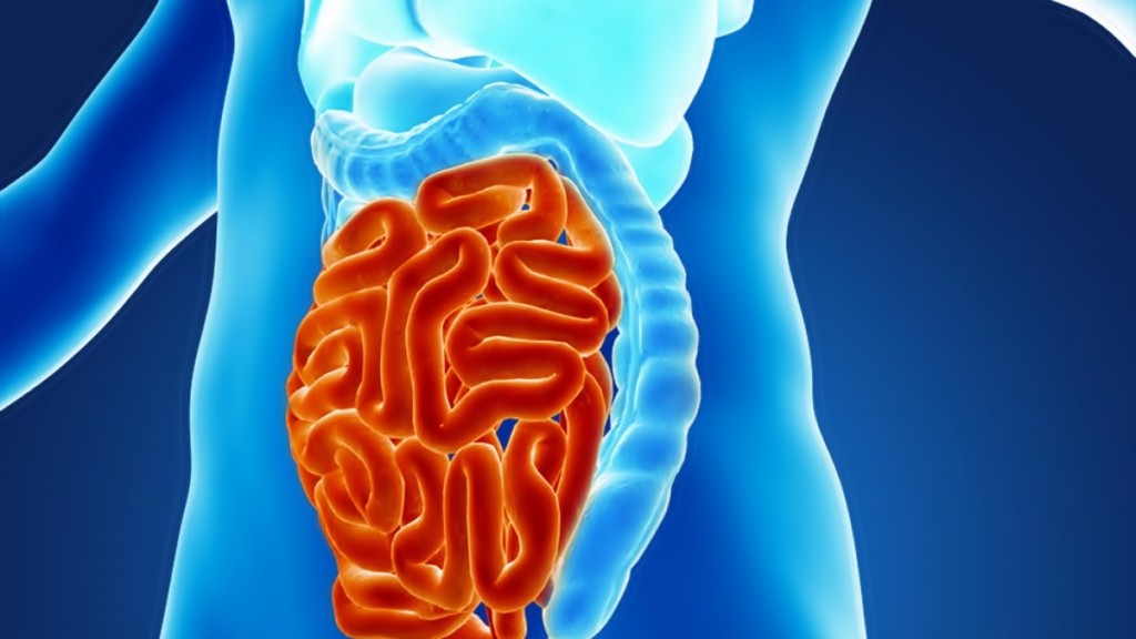 como se livrar da infecção intestinal naturalmente