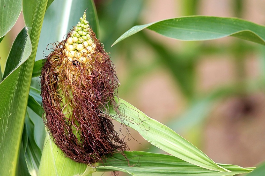 Cabelo de milho Ajuda no combate à aterosclerose: veja os benefícios da planta