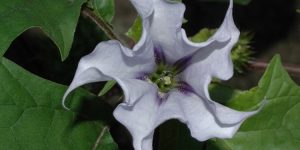 datura