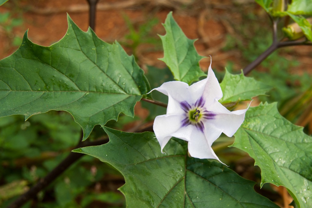 Datura Combate a Ansiedade e o Estresse: veja 13 benefícios da planta