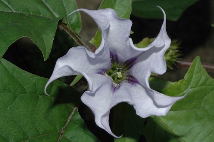 datura