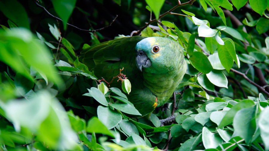 Febre de papagaio: o que é, causas, sintomas e tratamentos