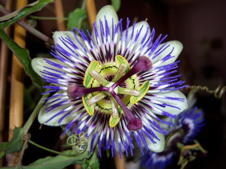 benefícios da flor da paixão