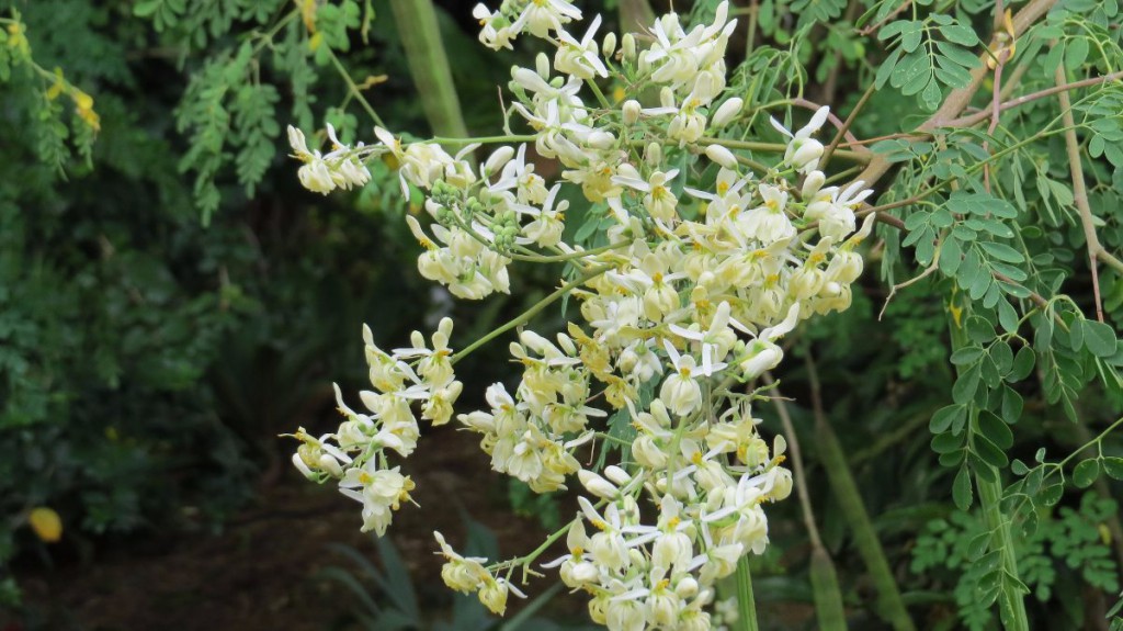 Folha de acácia-branca é bom para imunidade: veja 12 benefícios da planta