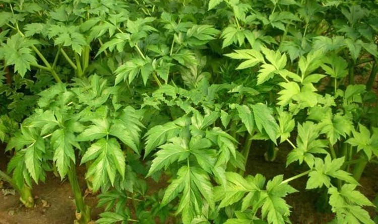 Folhas de ashitaba Trata problemas musculares: veja 10 benefícios da planta
