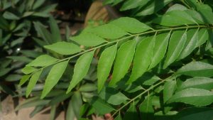 Folha de louro indiana alivia dores nas articulações: veja 13 benefícios da planta