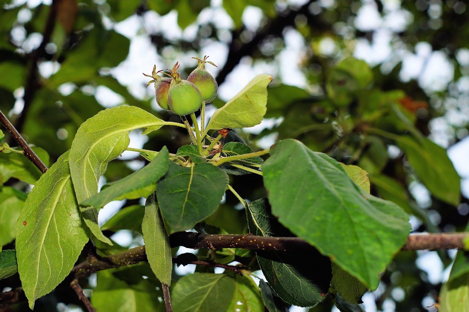 Folhas de maçã faz bem para o coração: veja 10 benefícios da planta