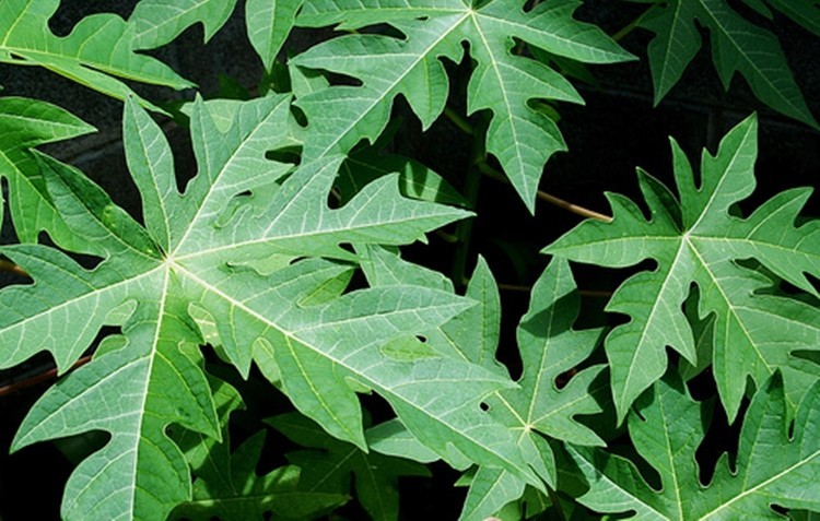 Folhas de mamão retarda o envelhecimento: veja 10 benefícios da planta