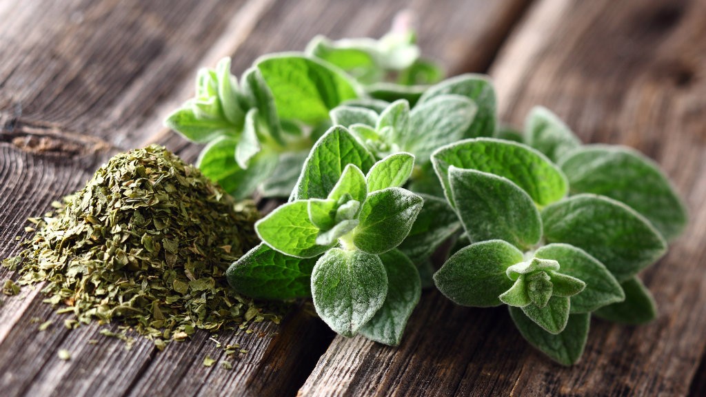 beneficios das folhas de oregano