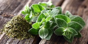 beneficios das folhas de oregano