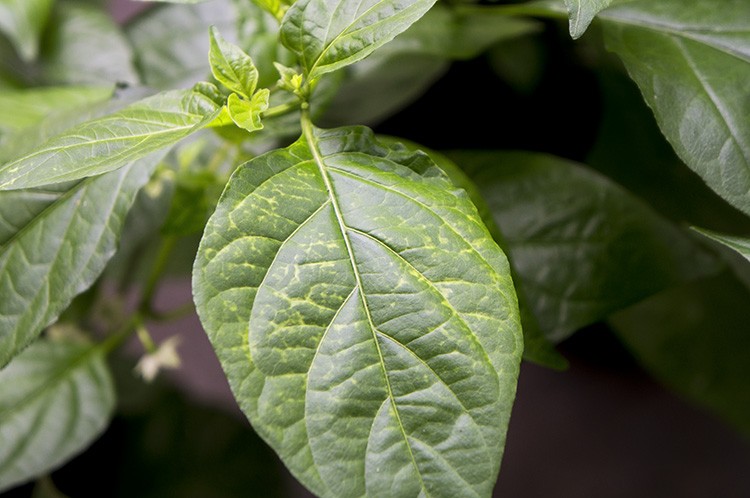 Folhas de Pimenta é bom para furúnculo: veja os 15 