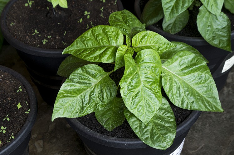 Folhas de Pimenta é bom para furúnculo: veja os 15 