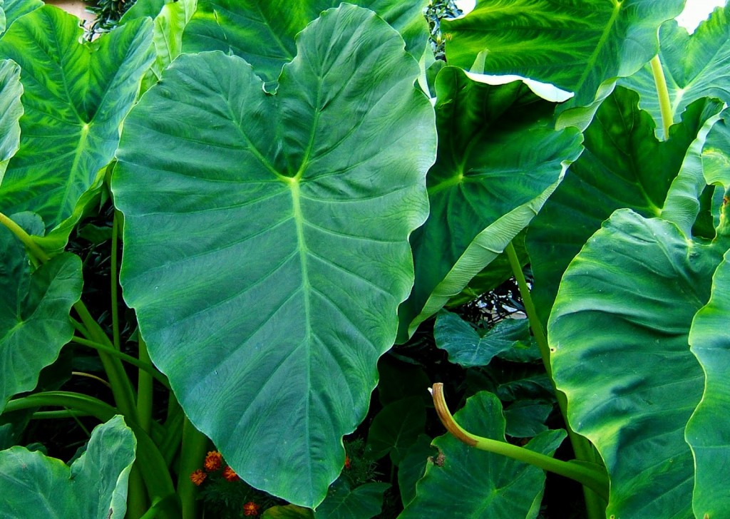 Folhas de taro faz bem para os olhos: veja 10 benefícios da planta