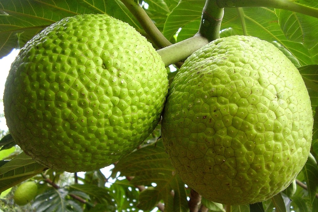 Suco de fruta pão é bom para o colesterol: veja 22 benefícios 